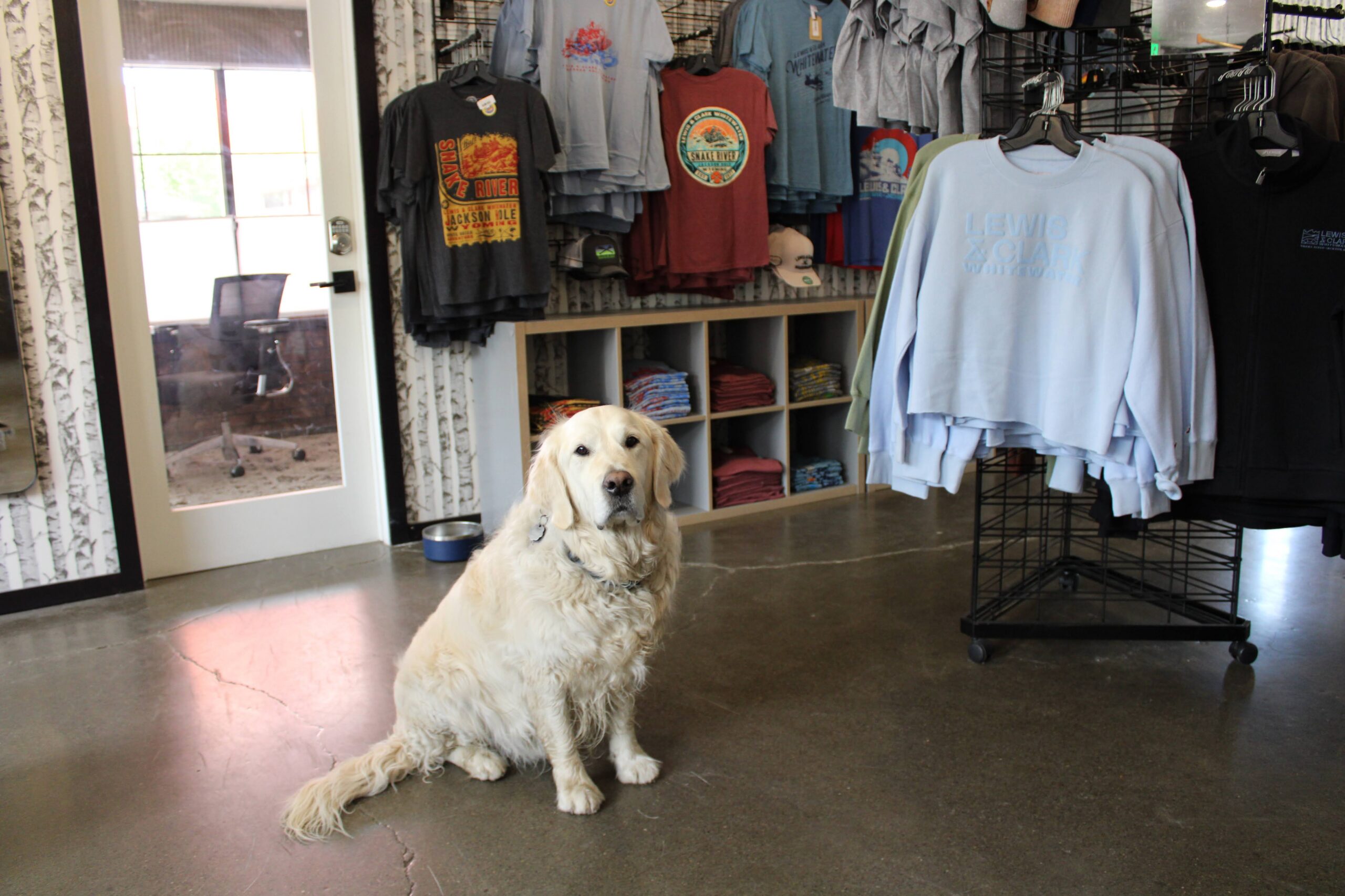 A golden retriever sits in front of a display of Lewis and Clark Expeditions shirts. He is the 
