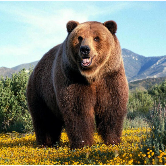A grizzly bear stands in a meadow of yellow flowers staring at the camera.
